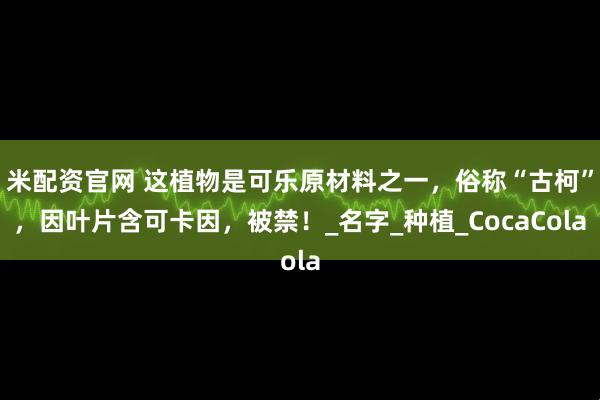 米配资官网 这植物是可乐原材料之一，俗称“古柯”，因叶片含可卡因，被禁！_名字_种植_CocaCola